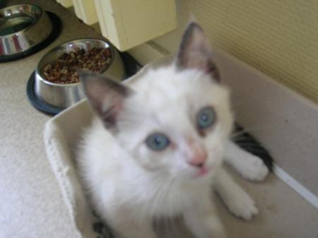 mon miaoi